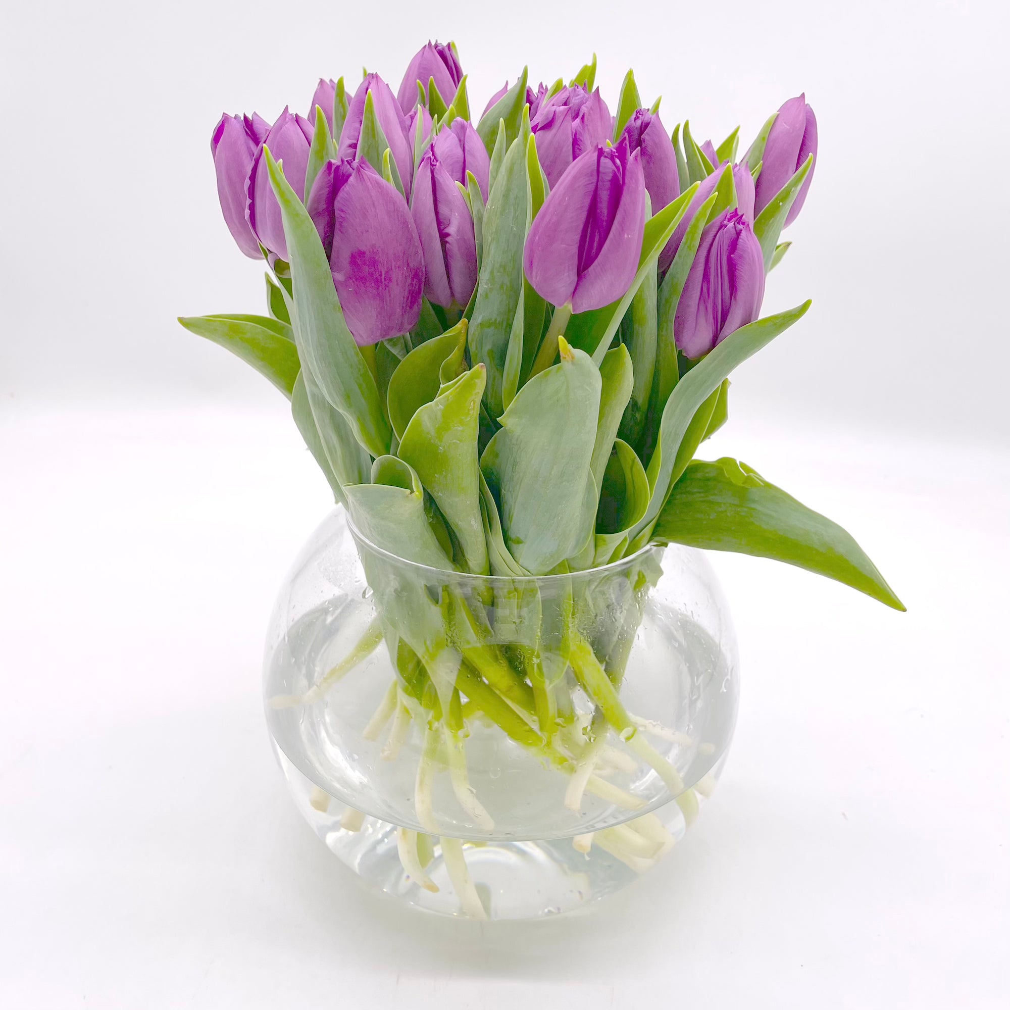 Pack Tulipanes Lilas