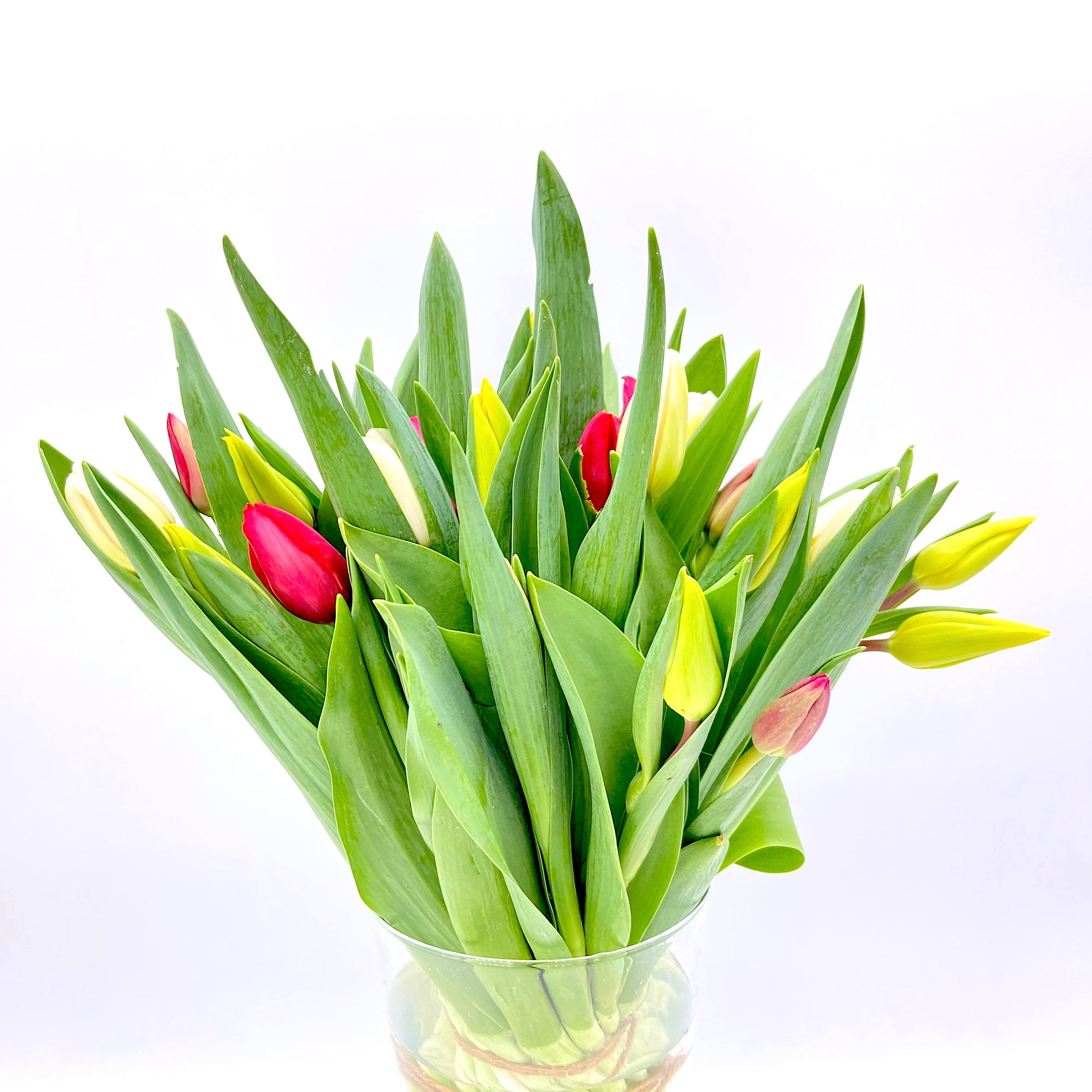 Pack Tulipanes Colourfull