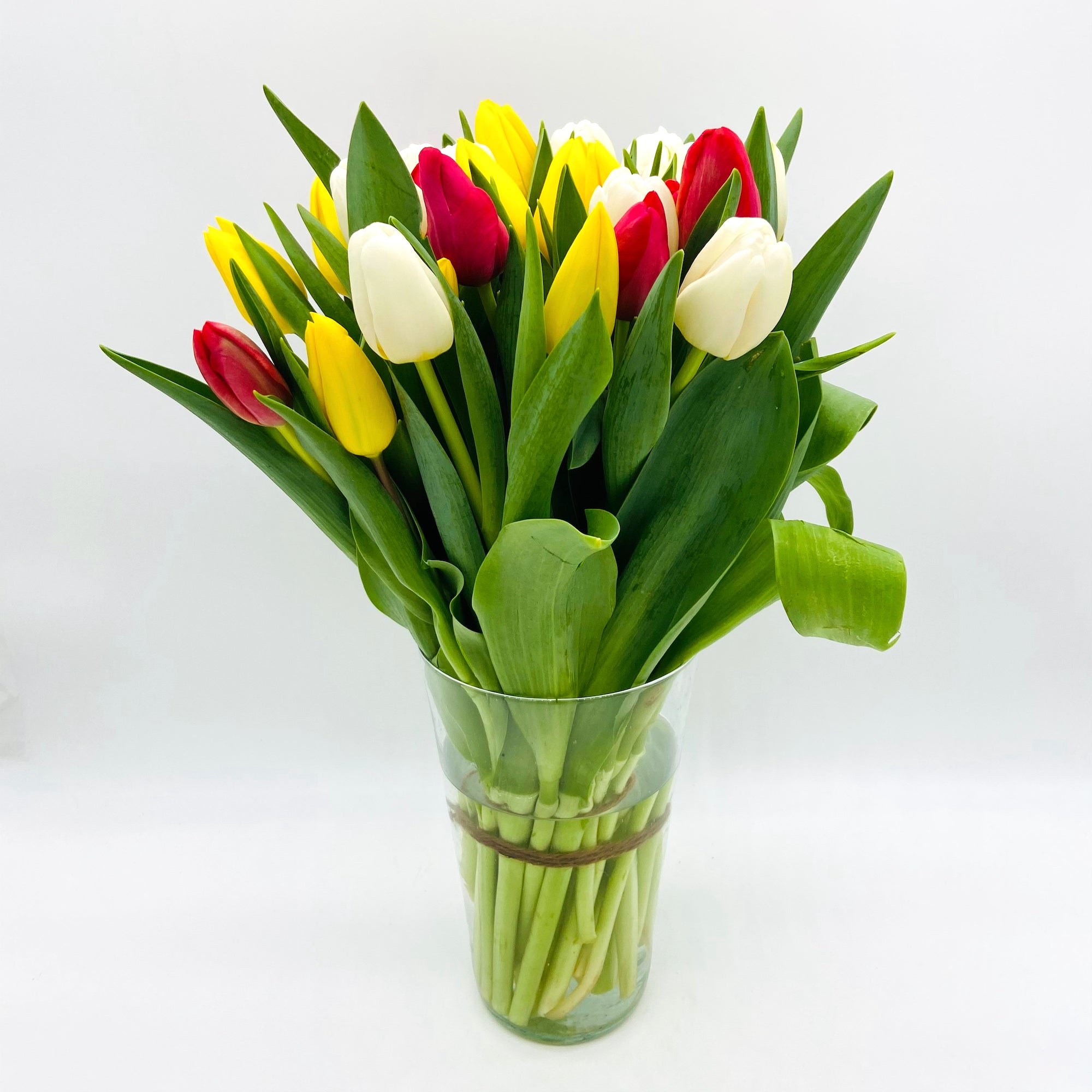 Pack Tulipanes Colourfull