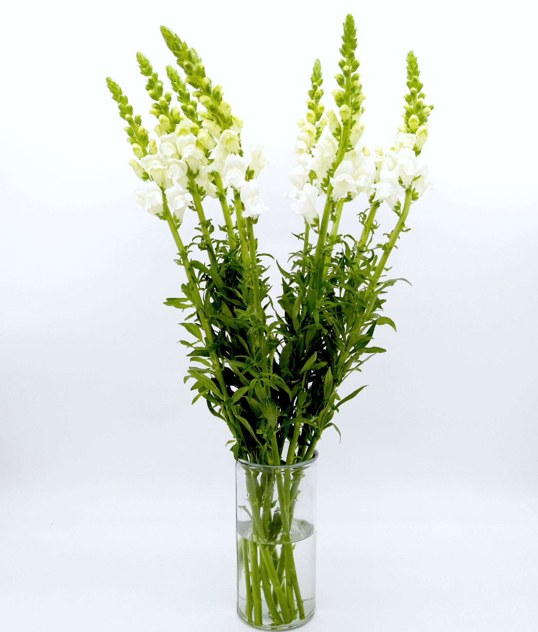 Antirrhinum Blanco
