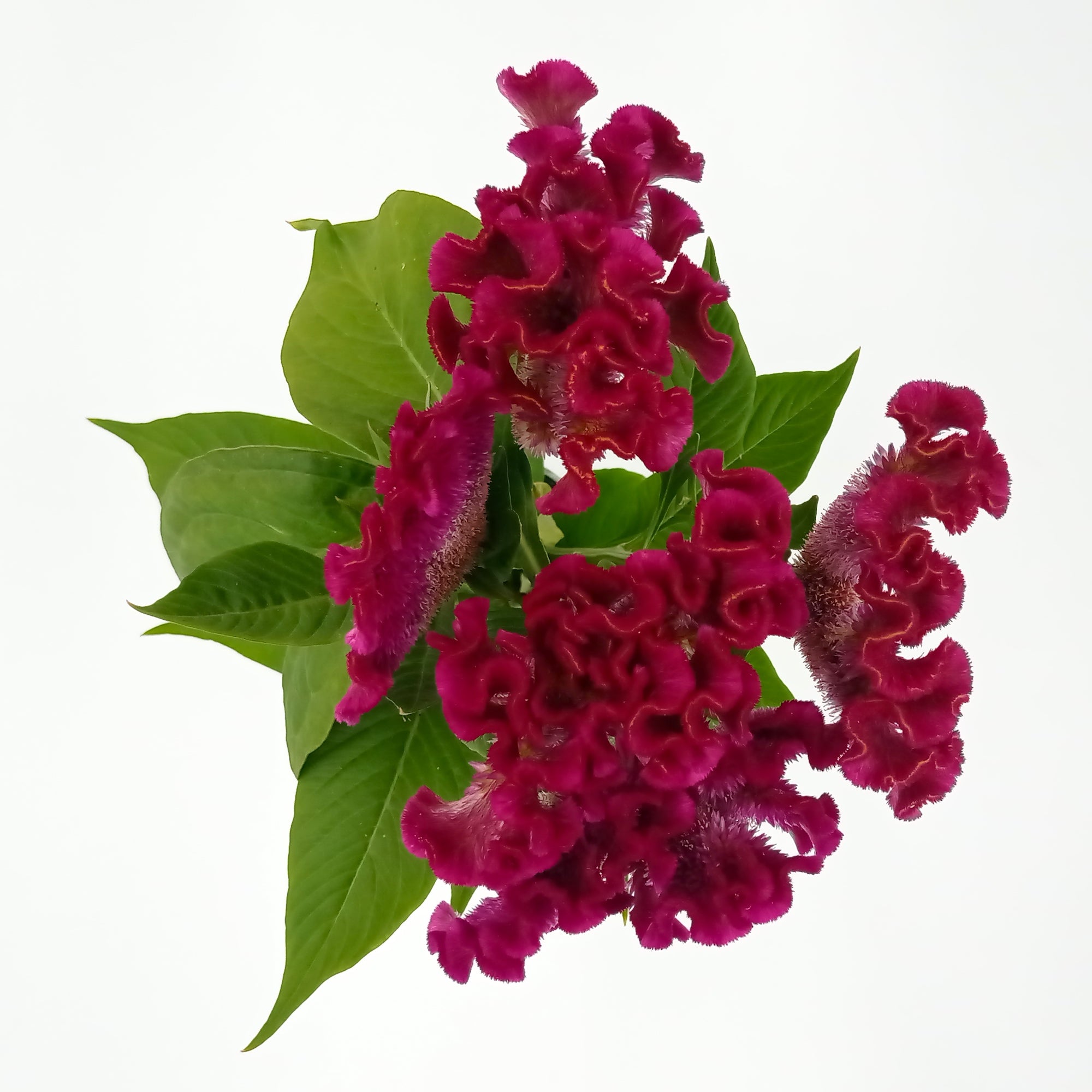 Celosía Purple