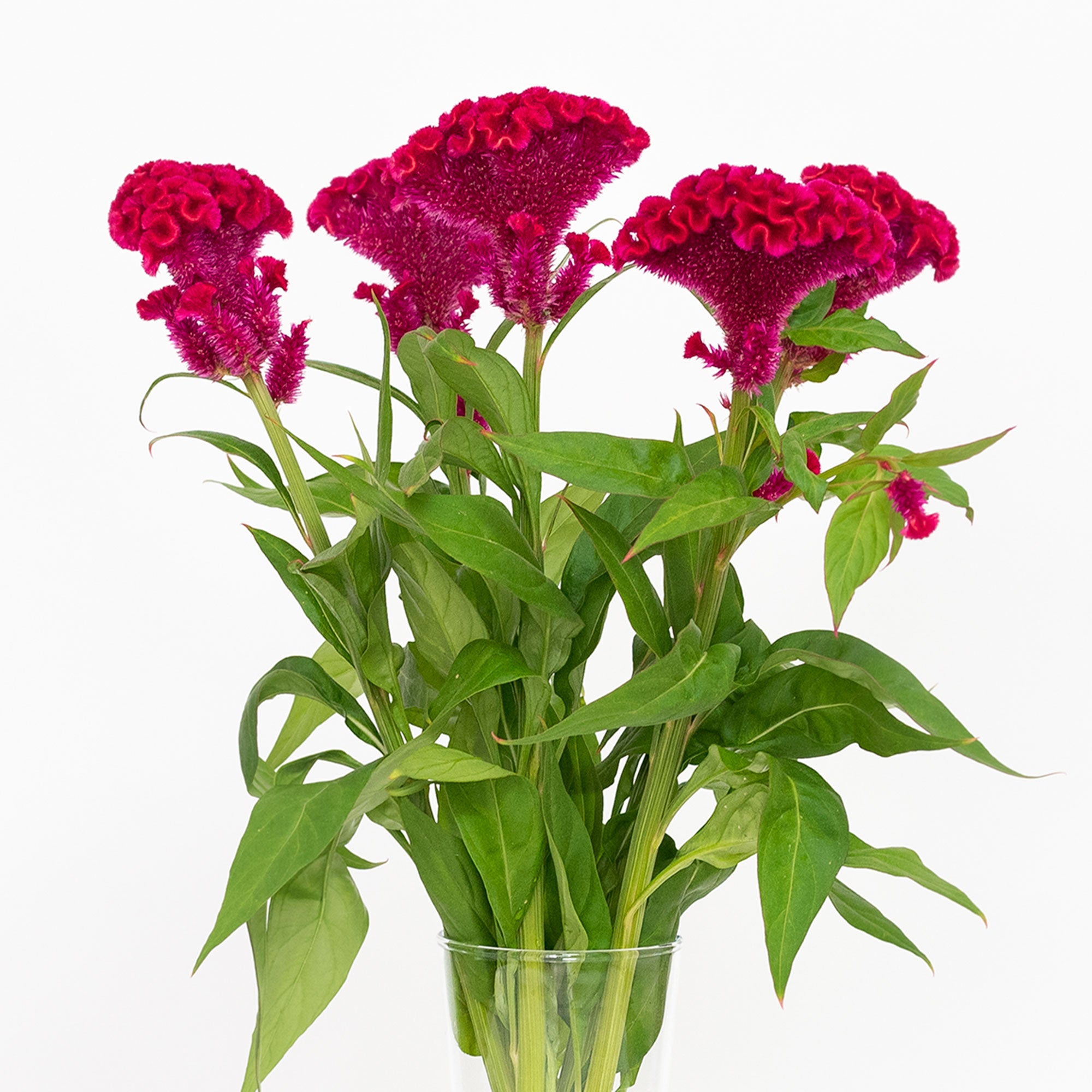 Celosía Fucsia