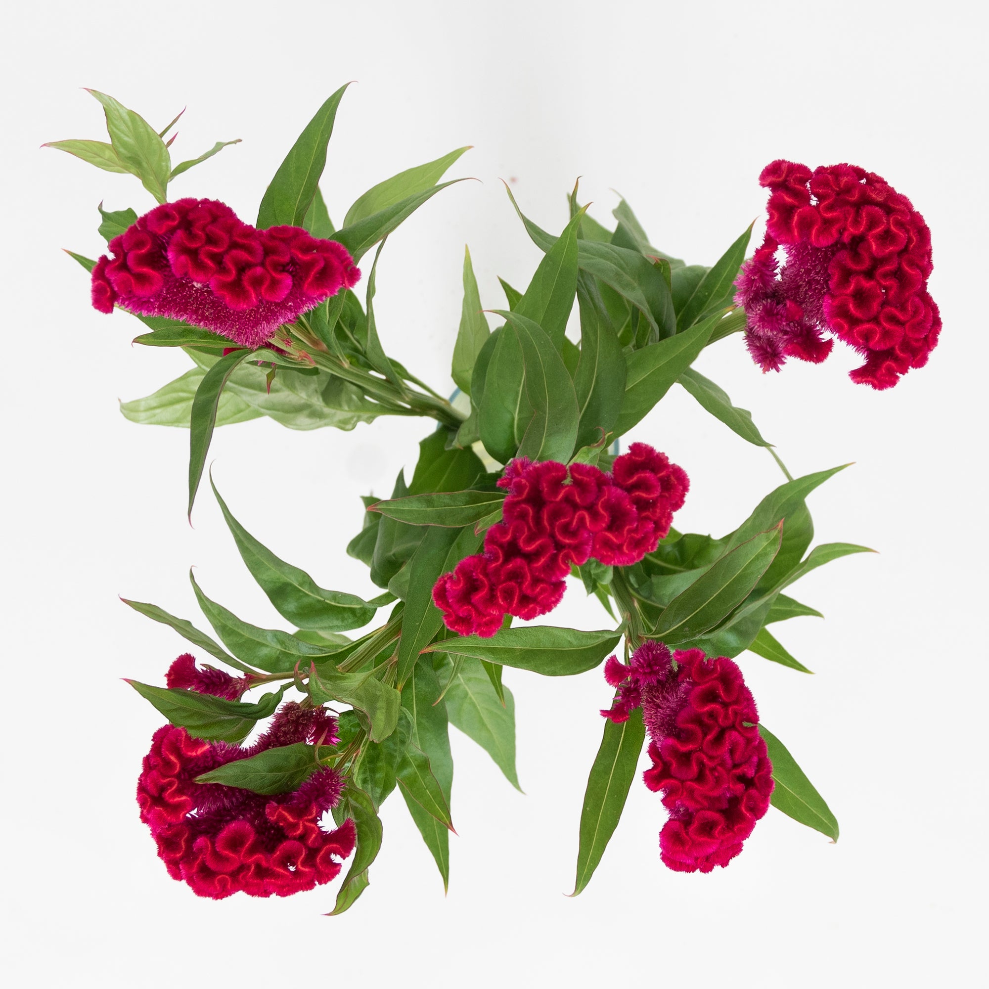 Celosía Fucsia