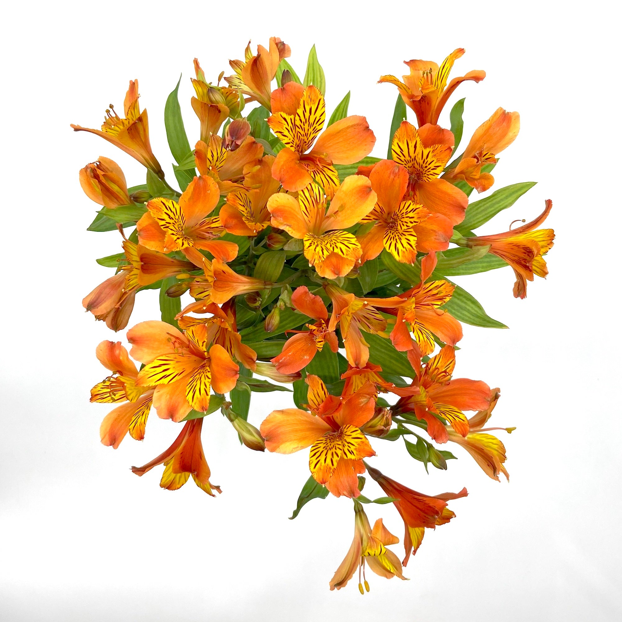 Alstroemeria Orange Flame