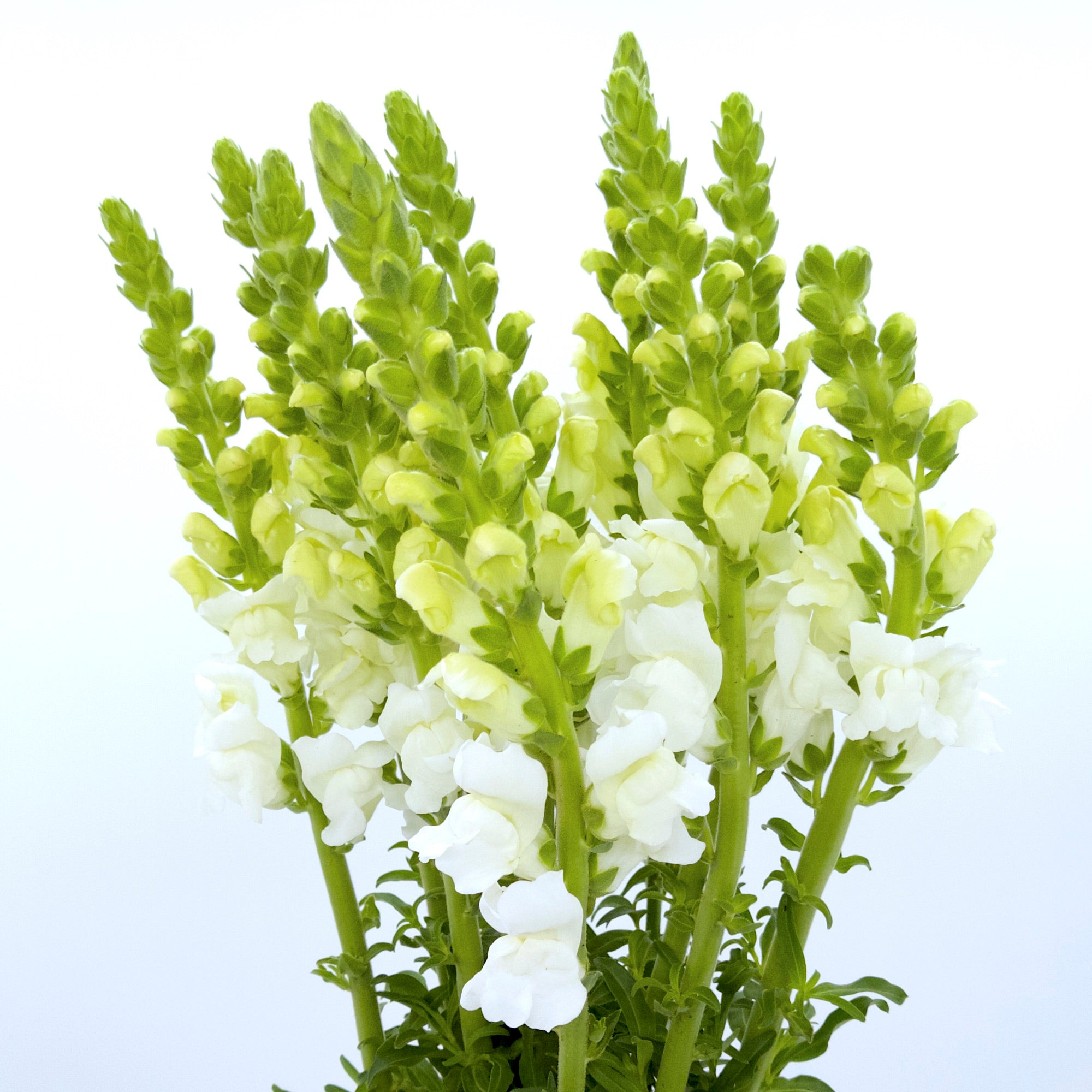 Antirrhinum Blanco