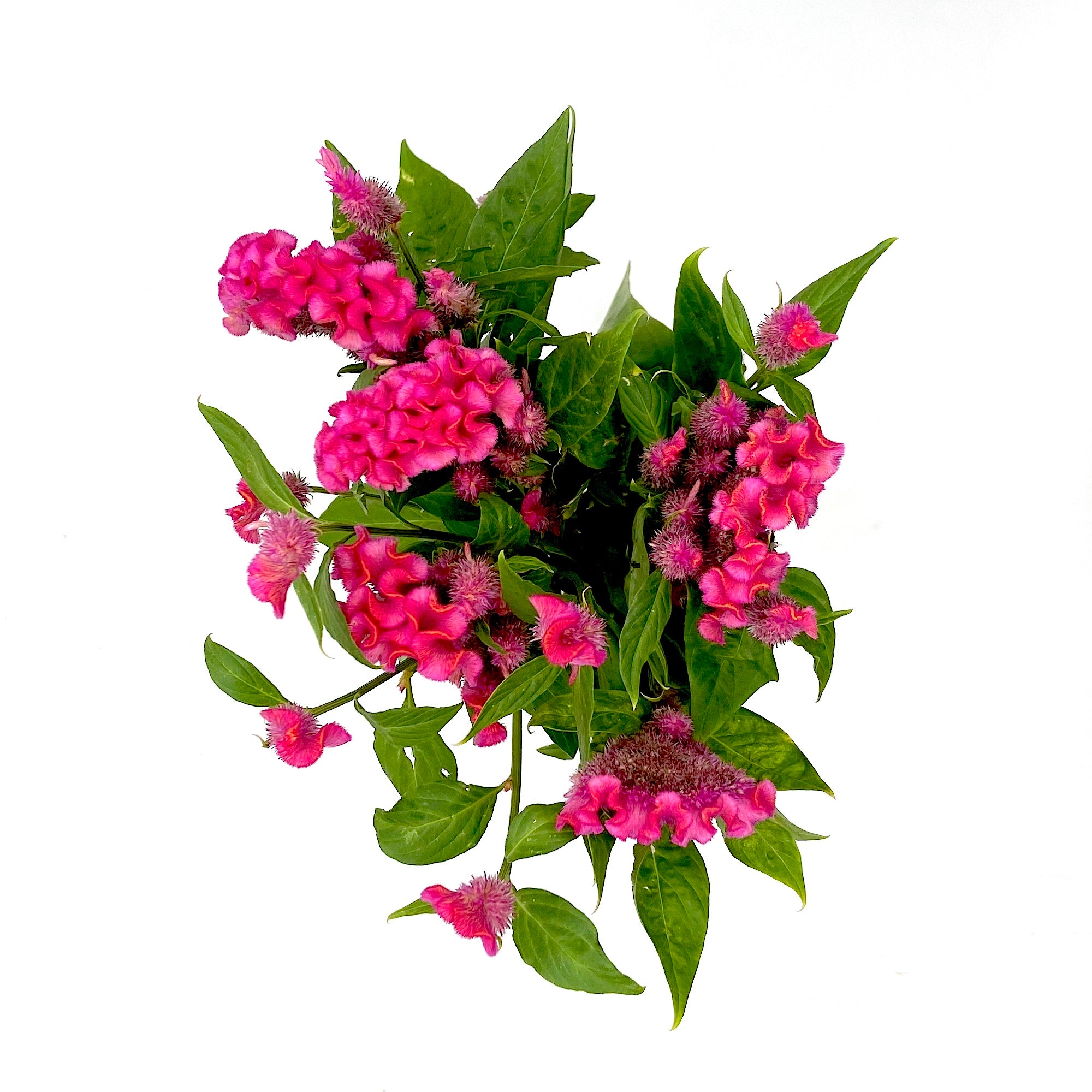 Celosía Rosa