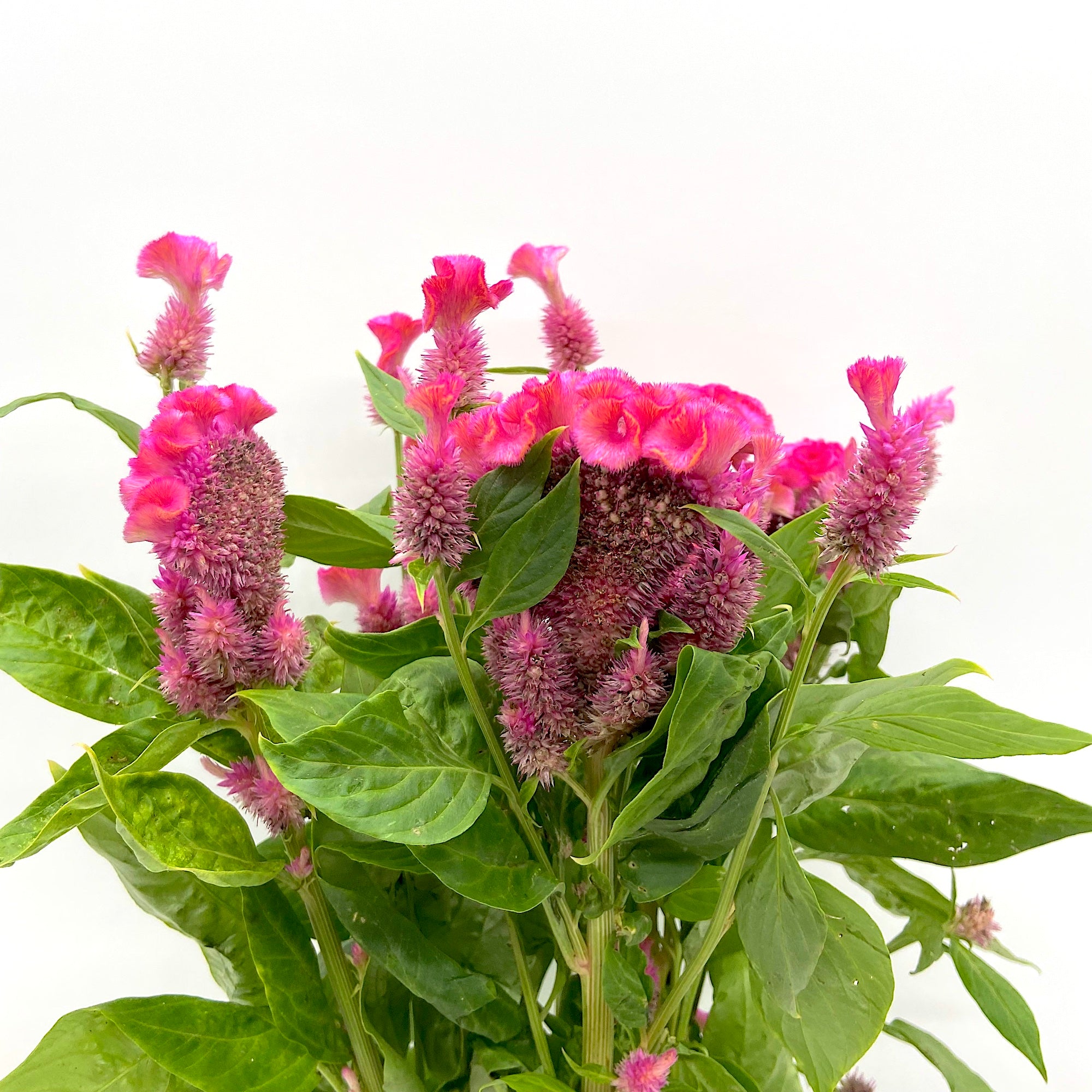 Celosía Rosa