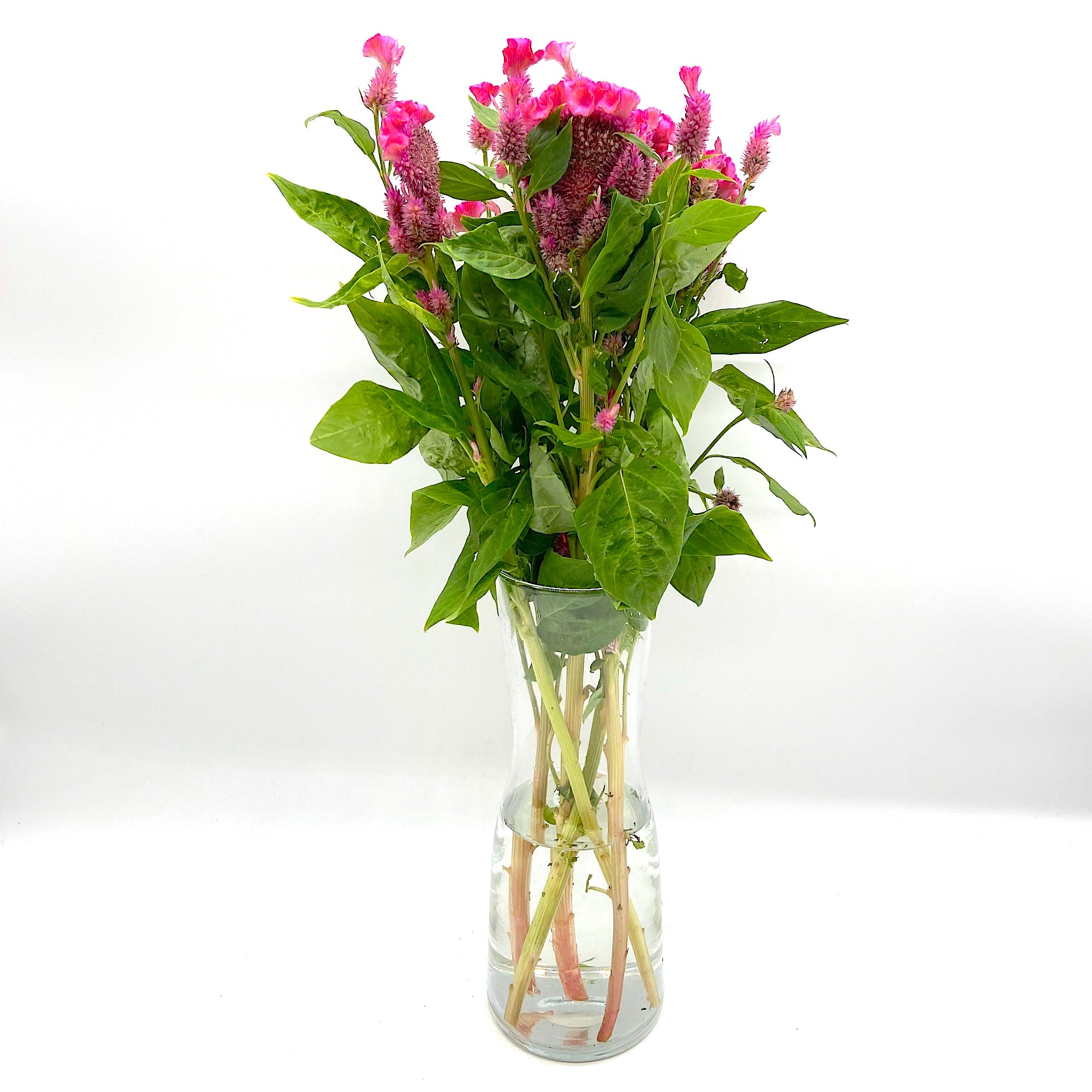 Celosía Rosa