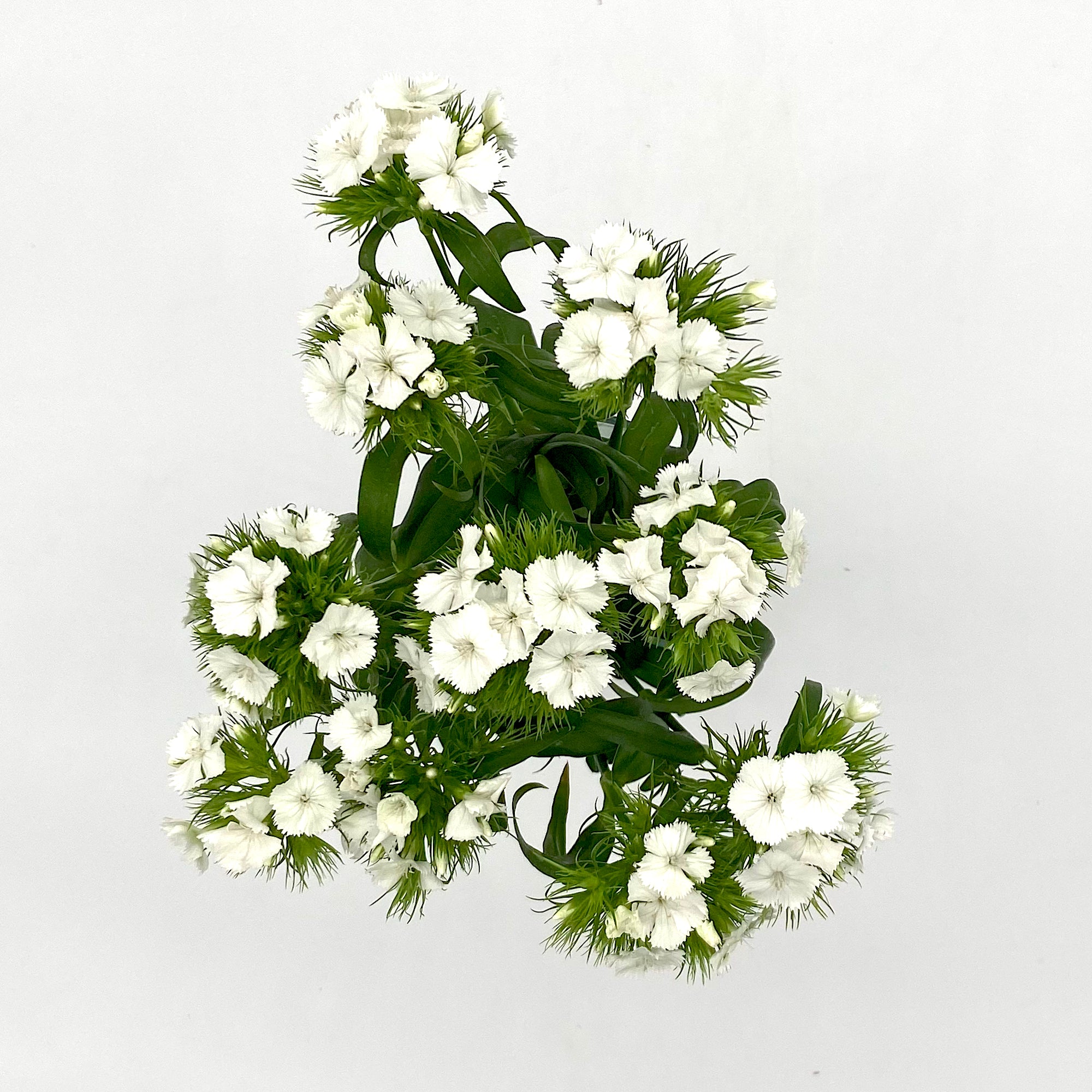 Dianthus Barbatus White