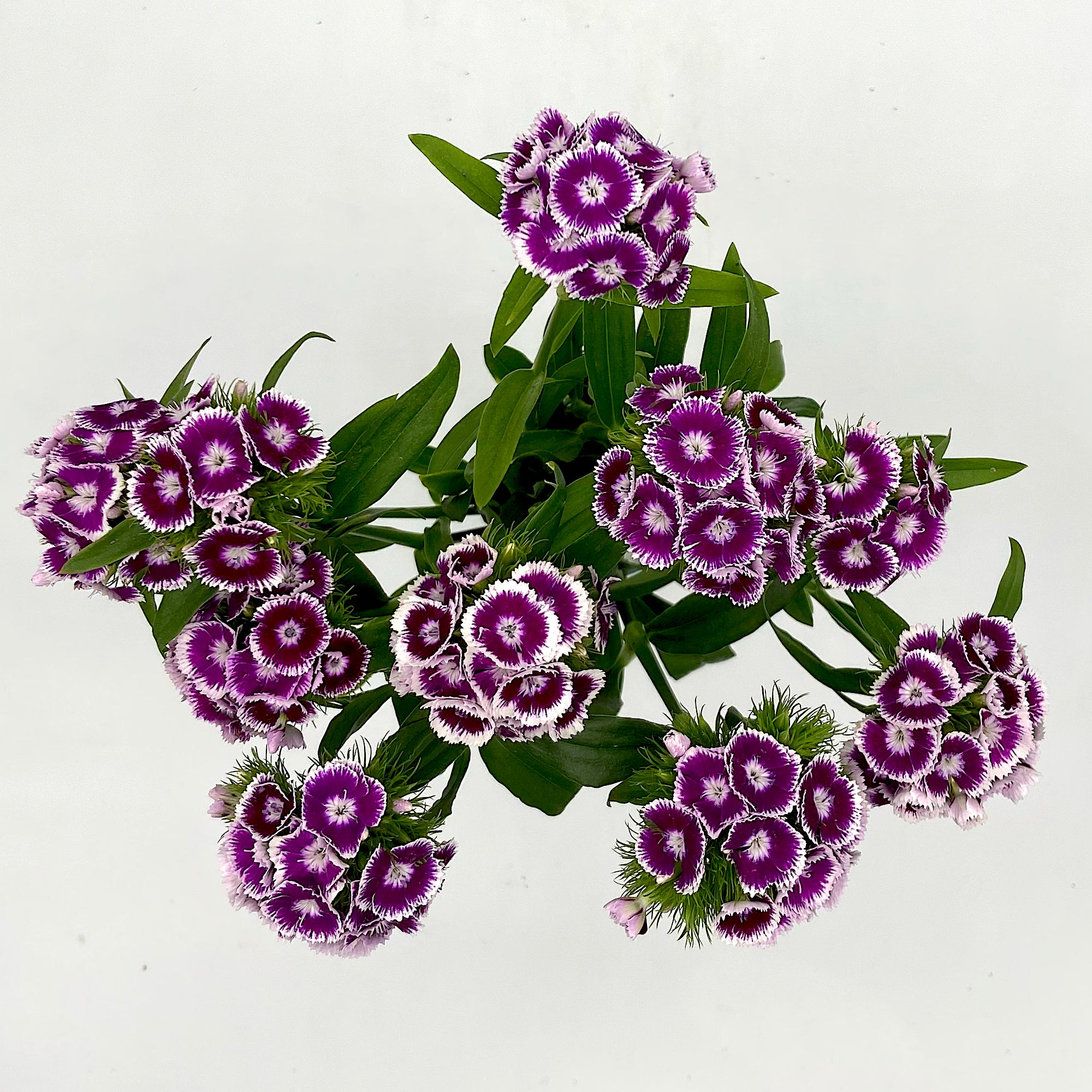 Dianthus Barbatus Bicolor