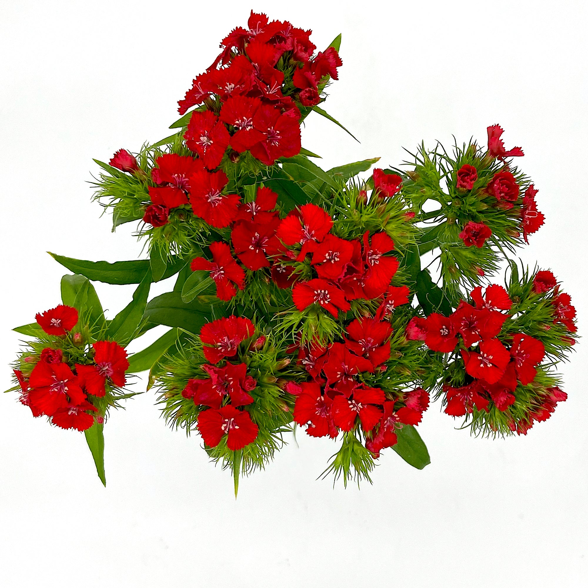 Dianthus Barbatus Red