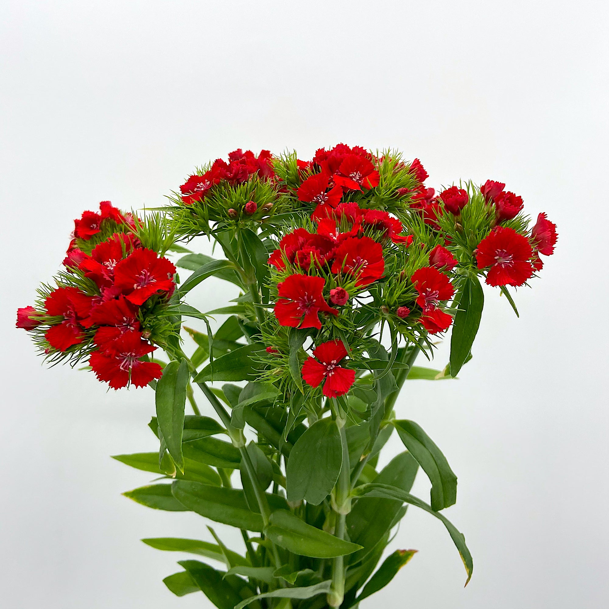 Dianthus Barbatus Red