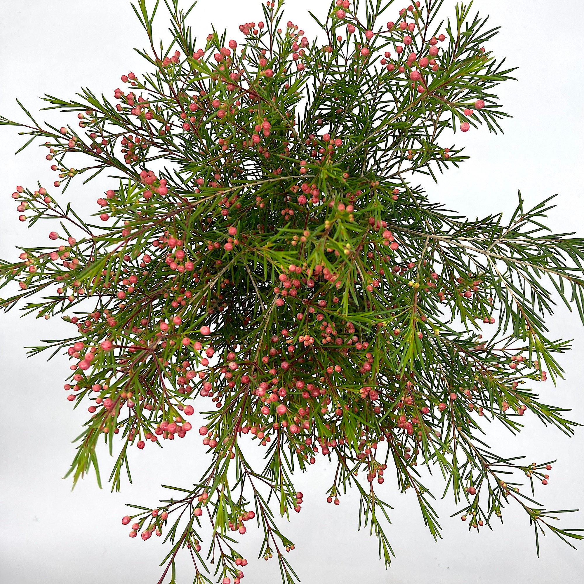 Flor de Cera bola roja