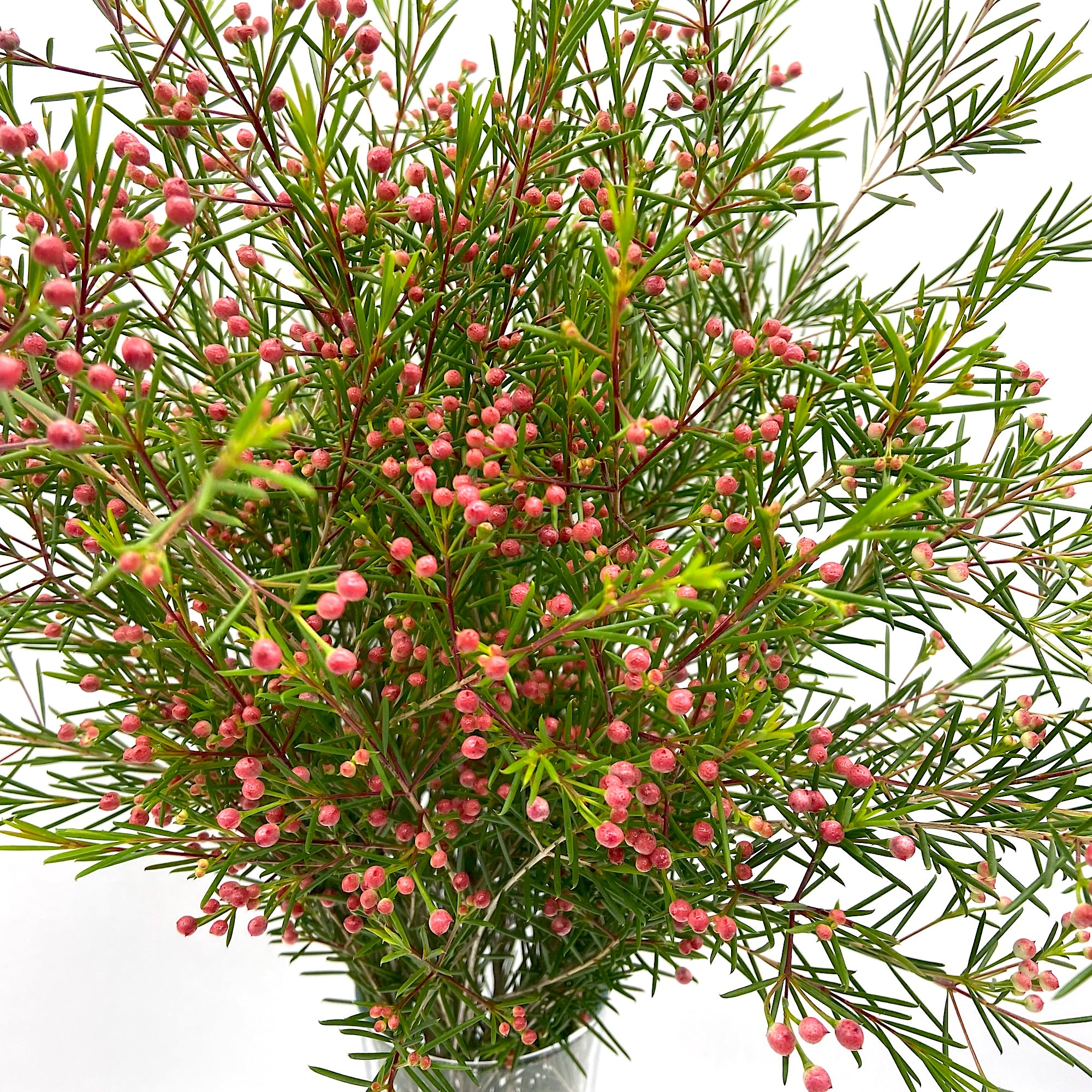 Flor de Cera bola roja