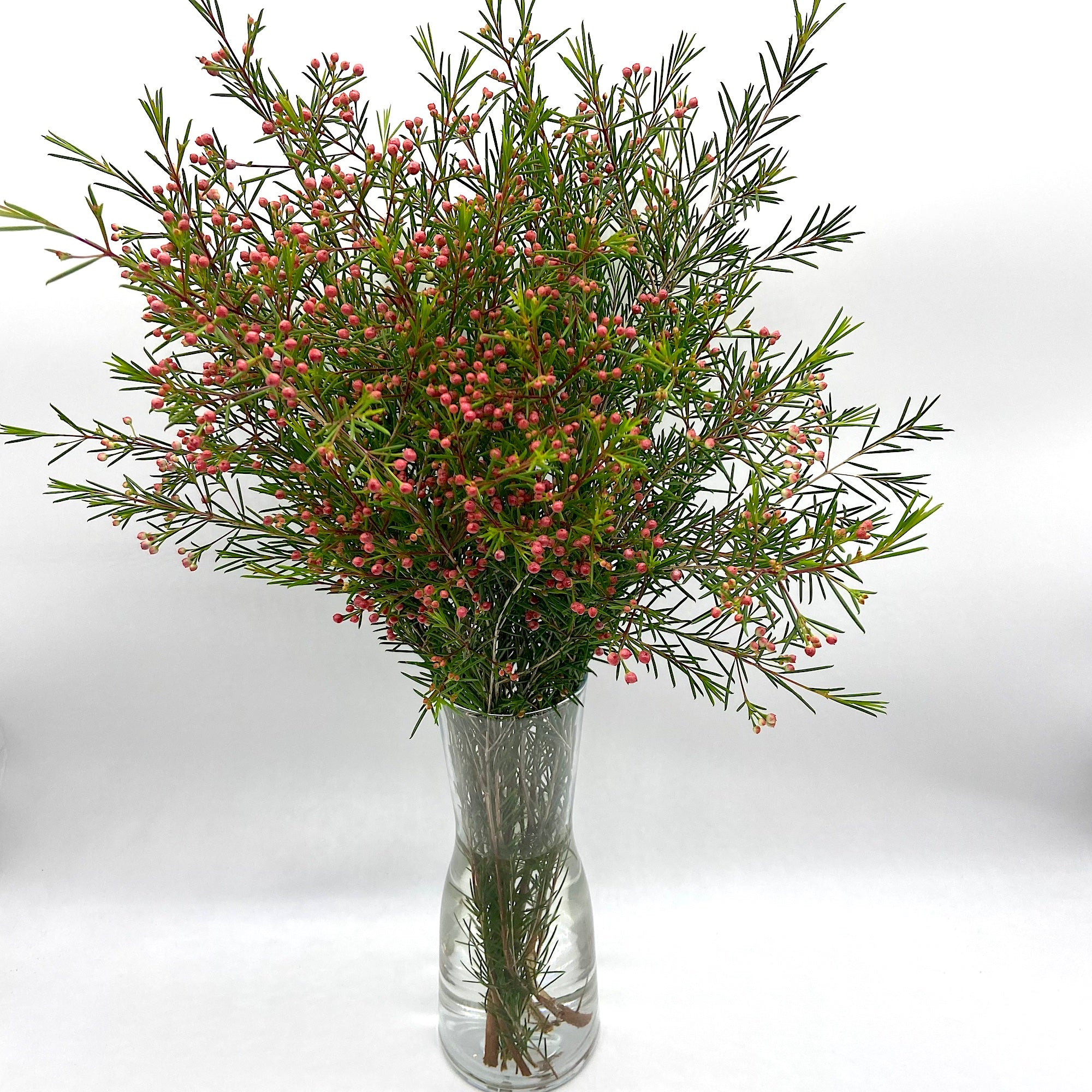 Flor de Cera bola roja