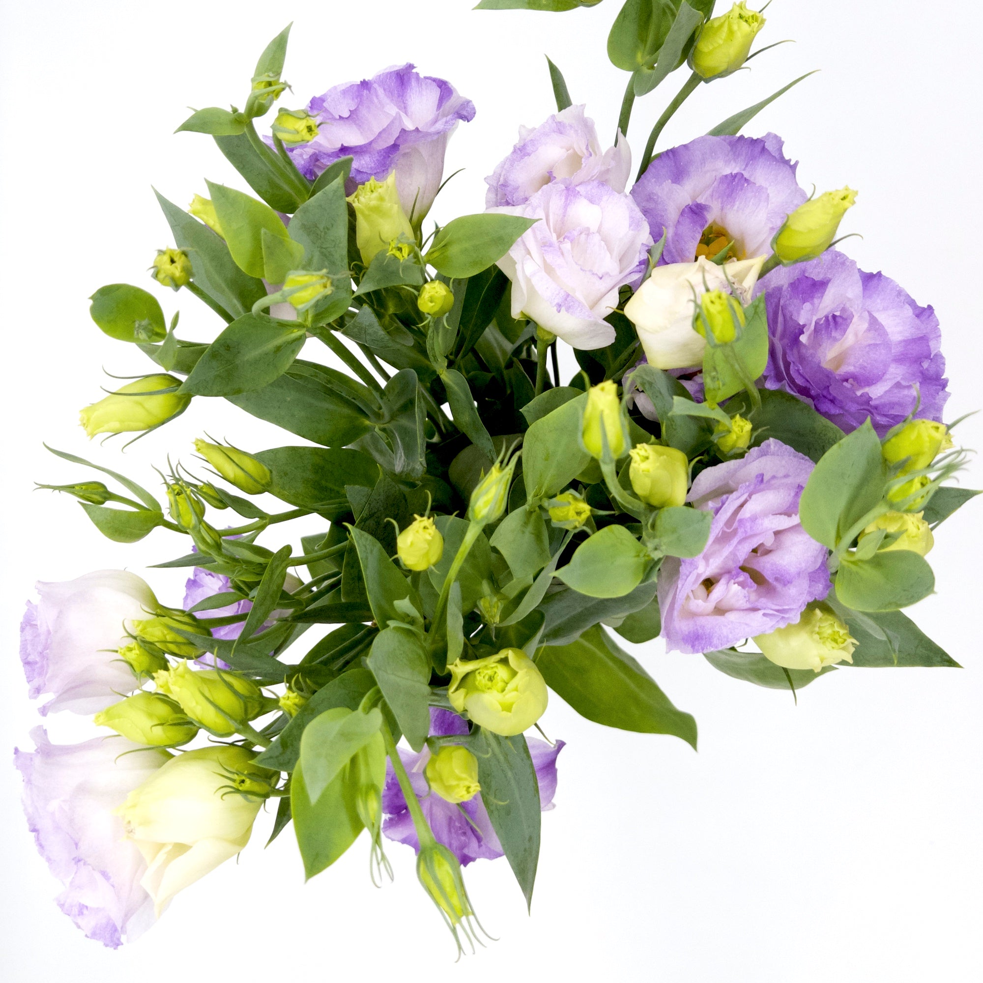 Lisianthus Graffiti Blue