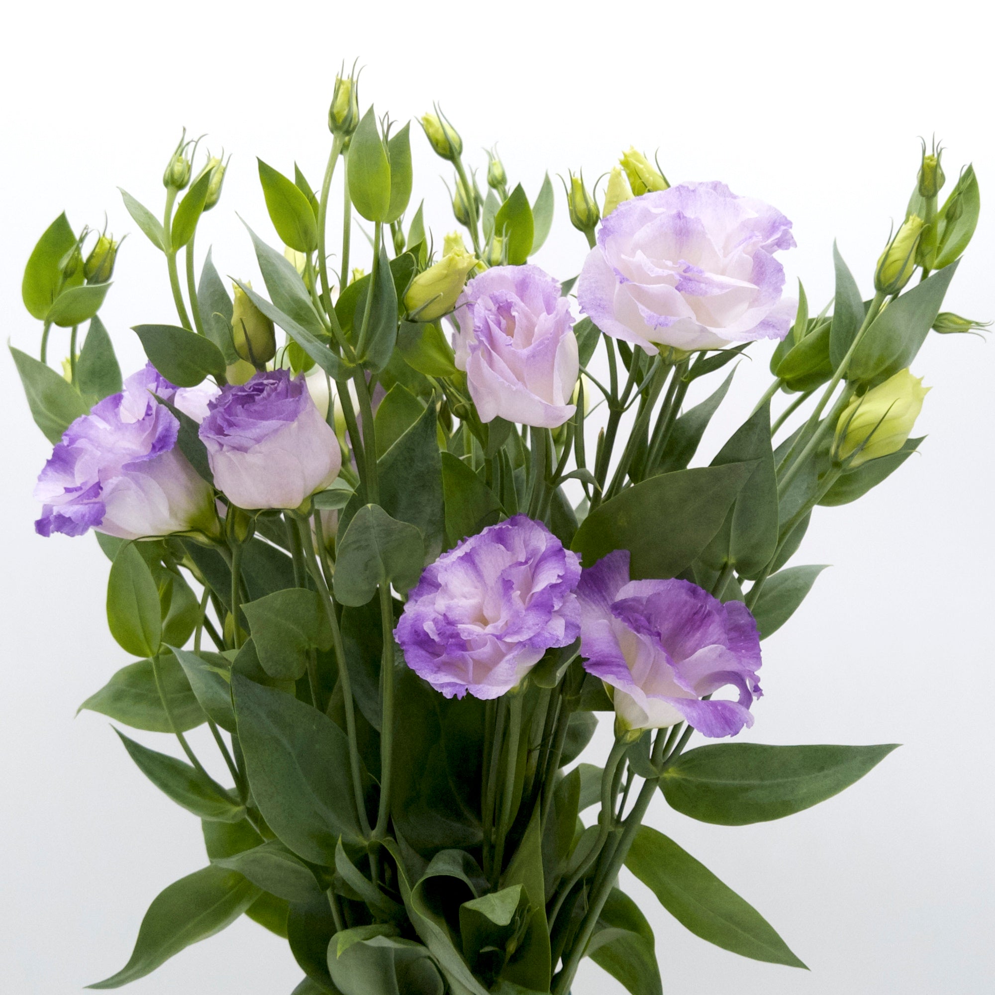 Lisianthus Graffiti Blue