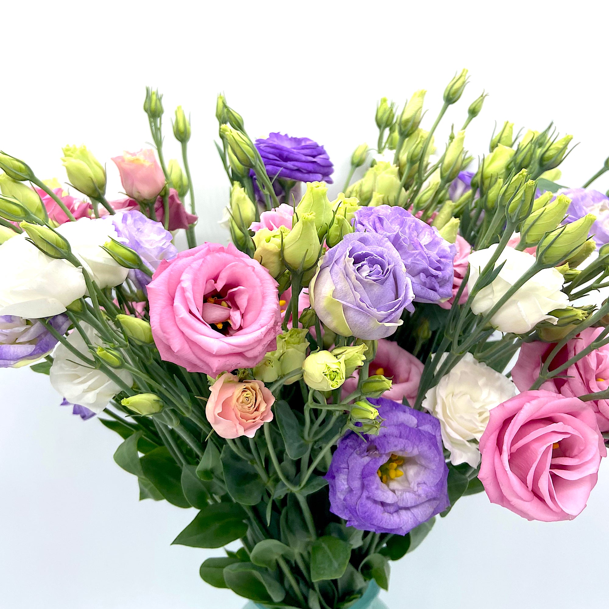 Pack Lisianthus Colourful