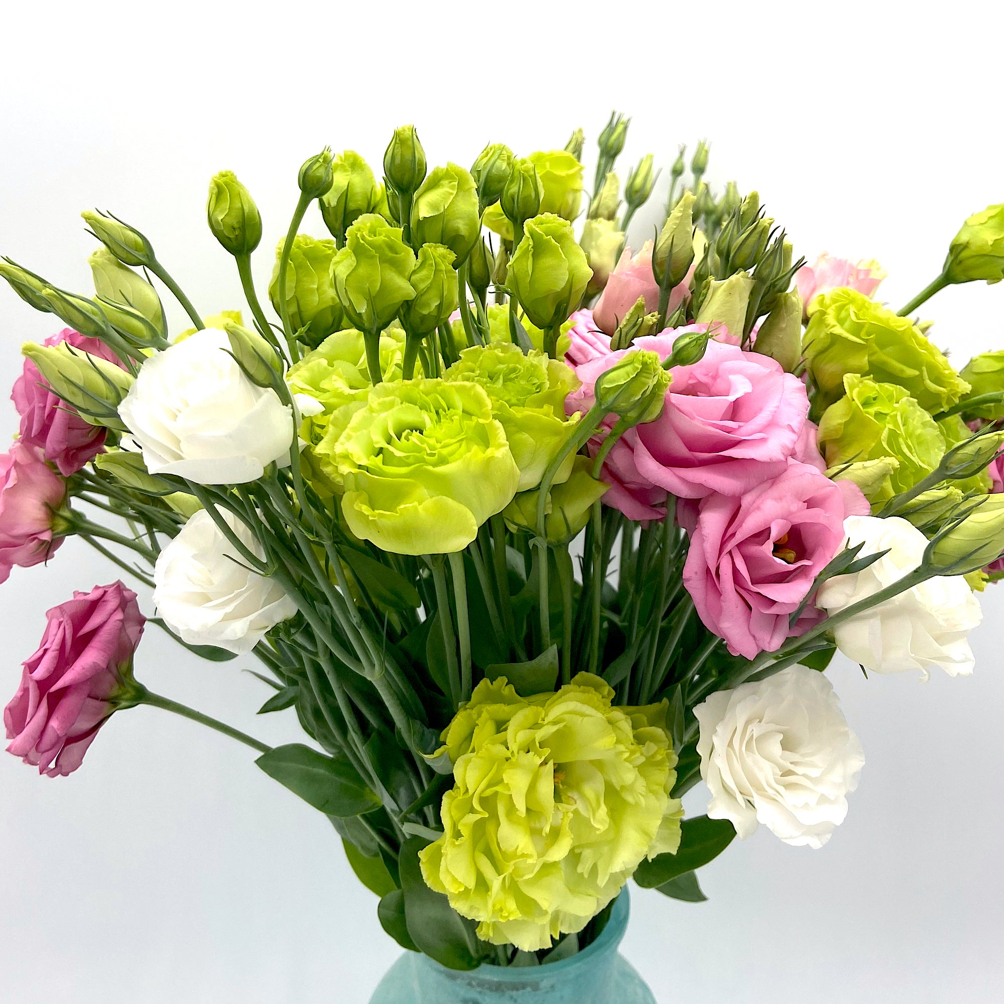 Pack Lisianthus Colourful