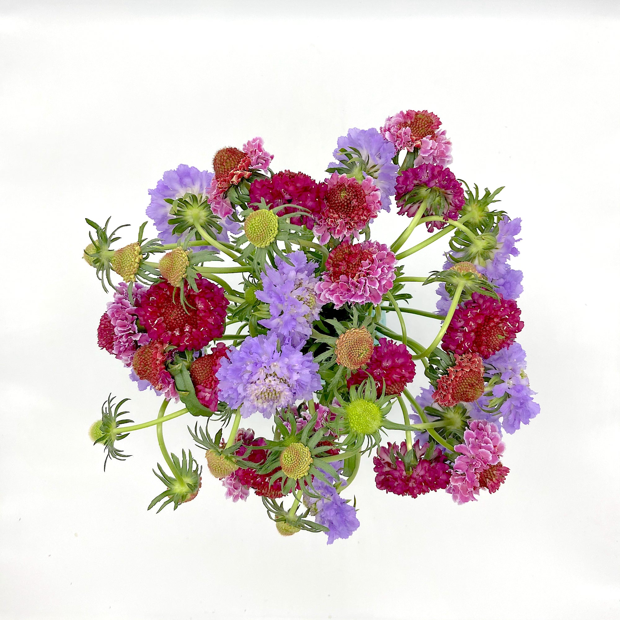 Pack Scabiosa Colourful
