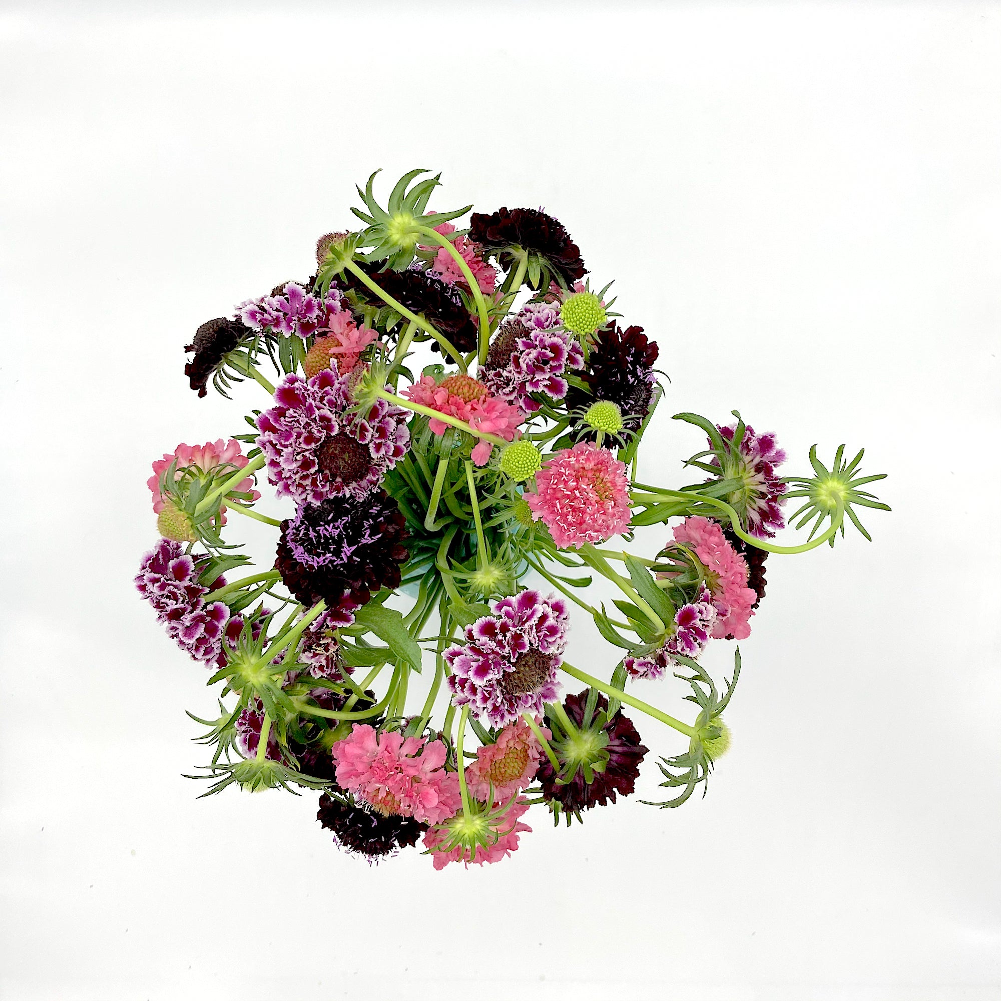 Pack Scabiosa Colourful