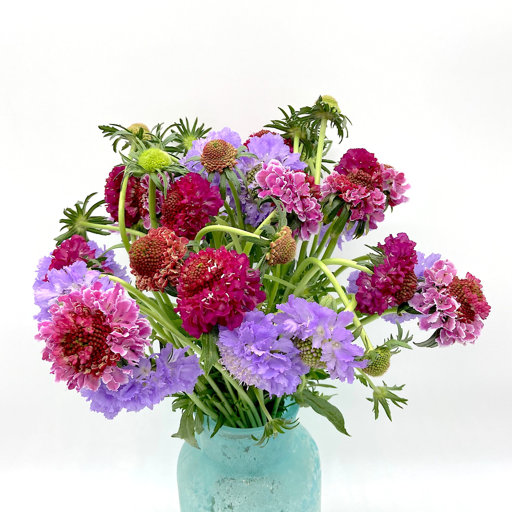Pack Scabiosa Colourful