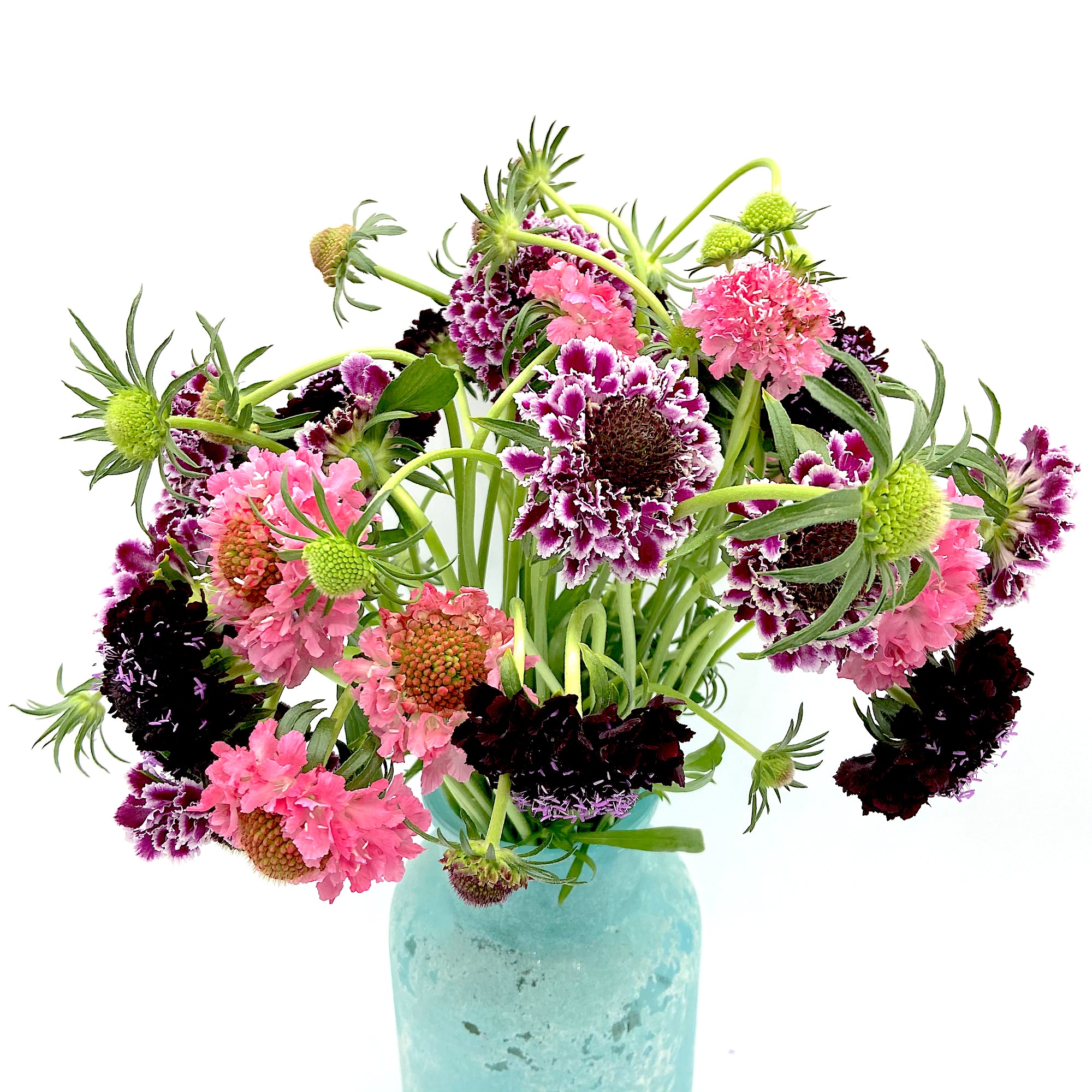 Pack Scabiosa Colourful