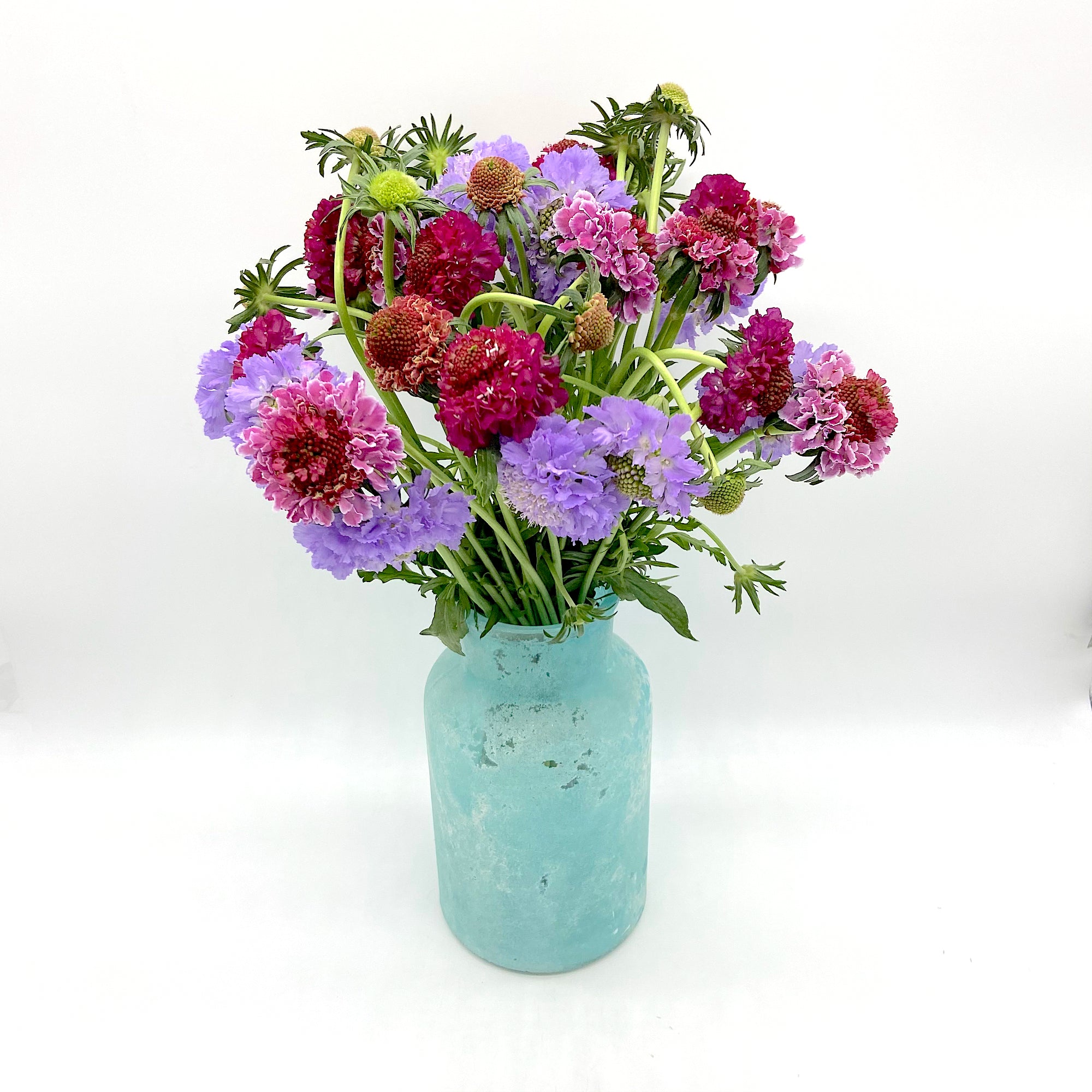 Pack Scabiosa Colourful