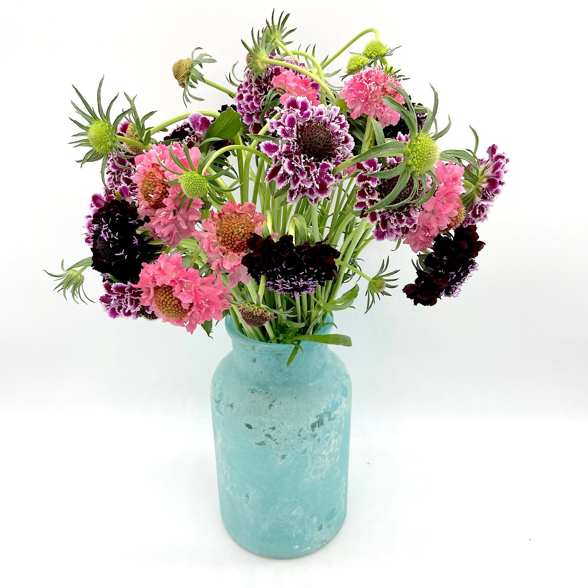 Pack Scabiosa Colourful