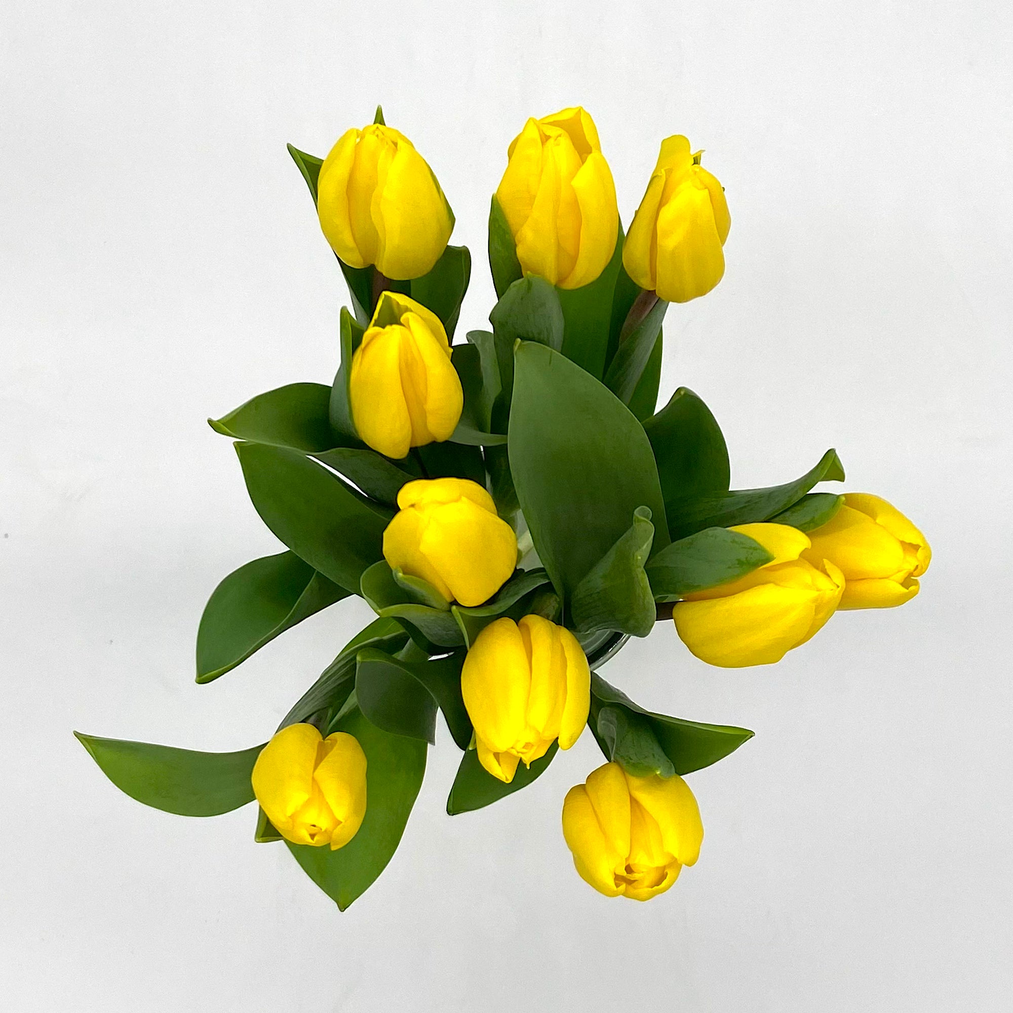 Tulipán Amarillo