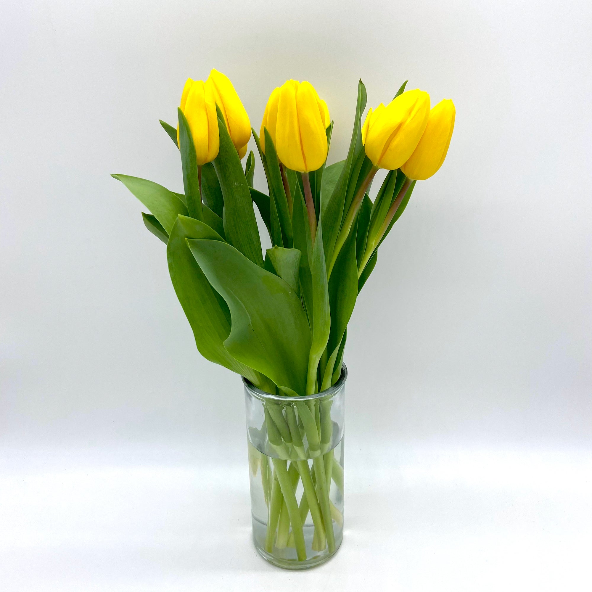 Tulipán Amarillo