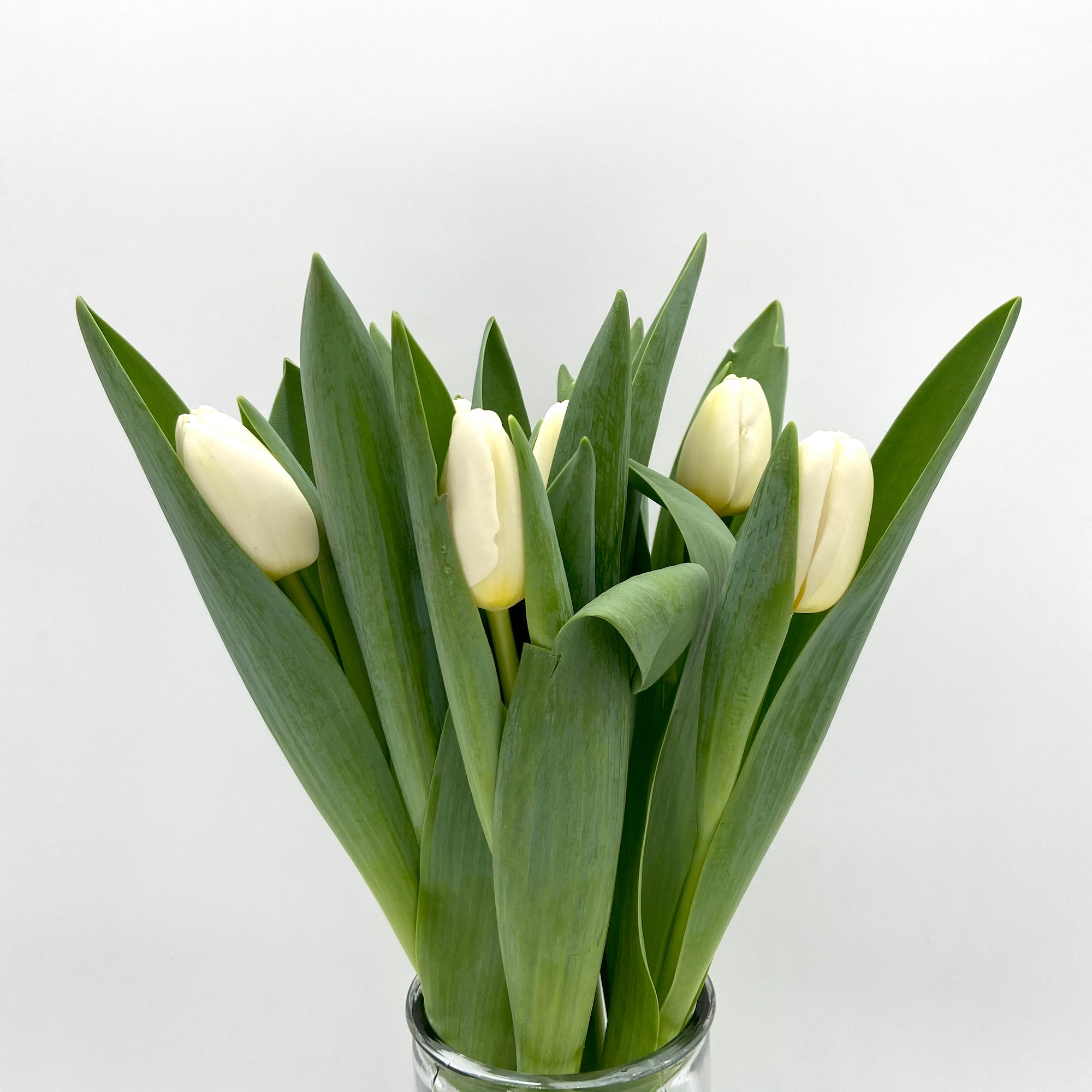 Tulipán Blanco