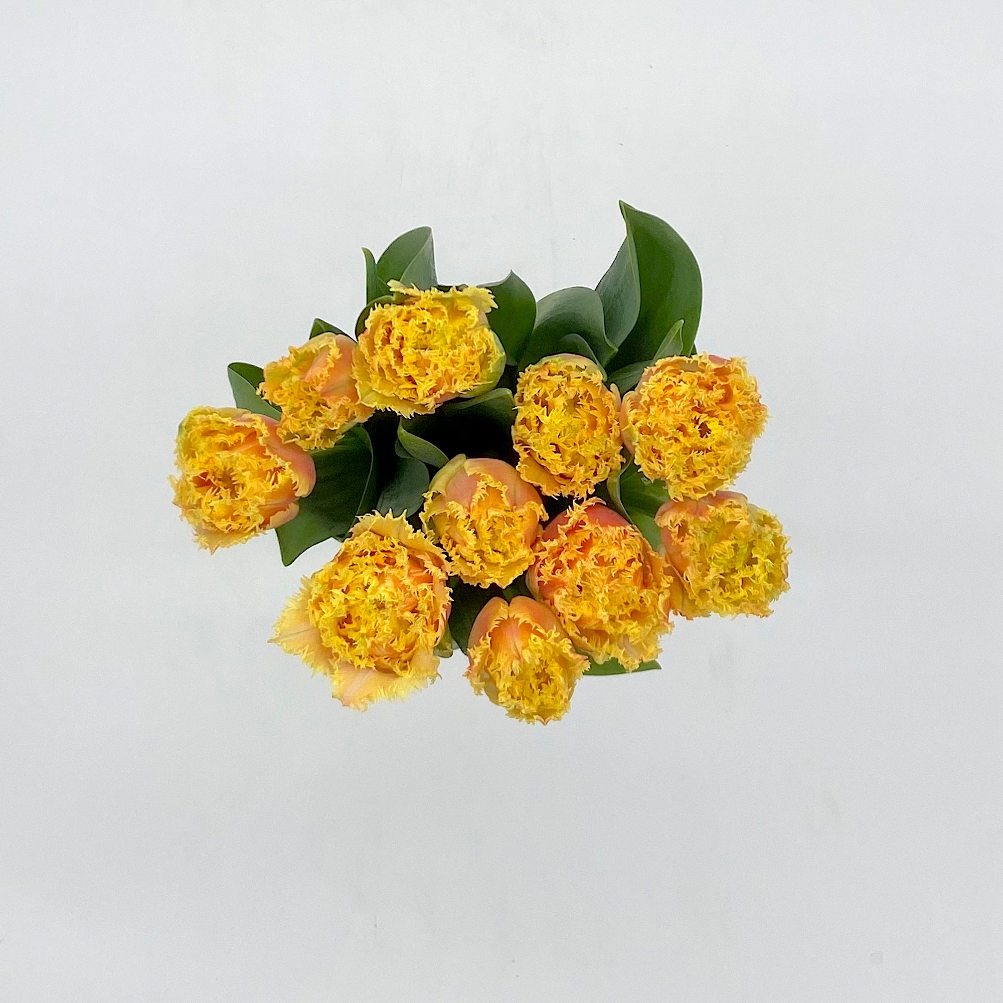 Tulipán Brisbane