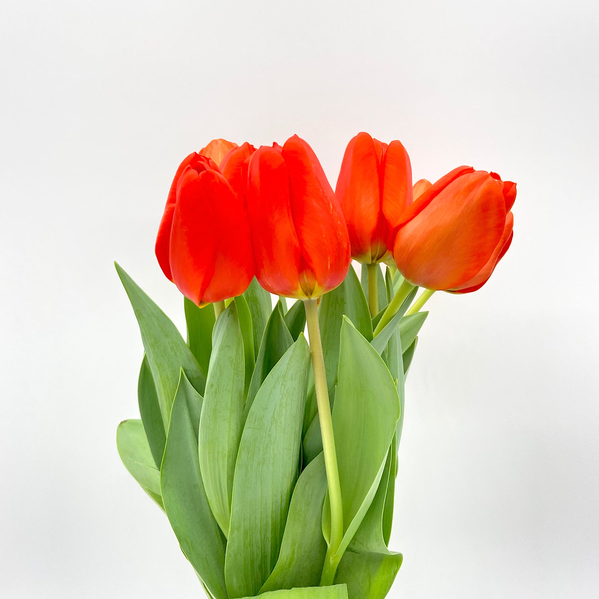 Tulipán Naranja